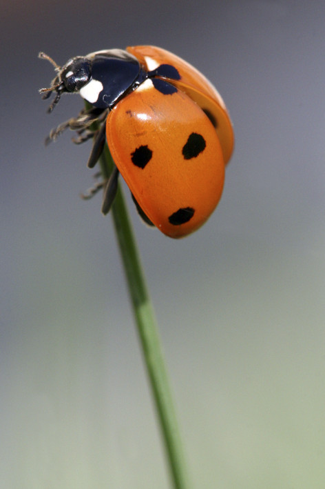 Coccinelle 4