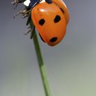 Coccinelle 4