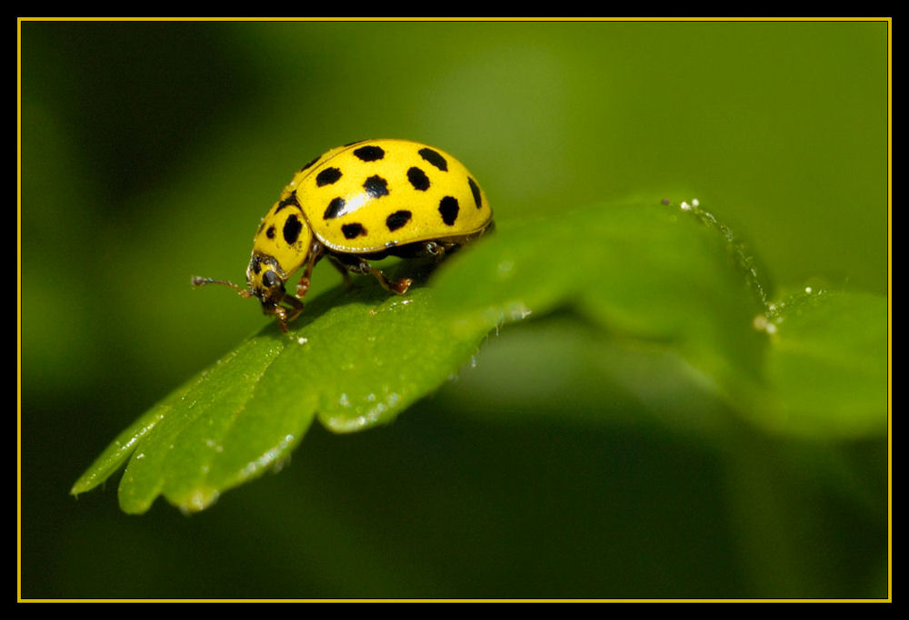 Coccinelle