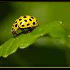 Coccinelle