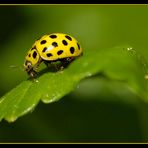 Coccinelle