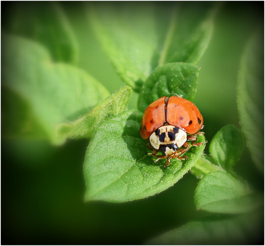 coccinelle