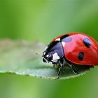 coccinelle