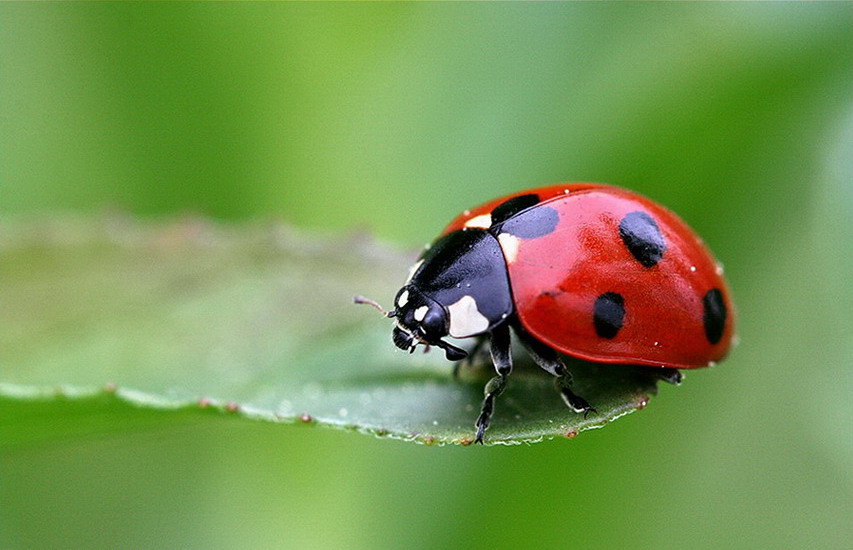 coccinelle by imagess 