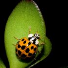 Coccinelle