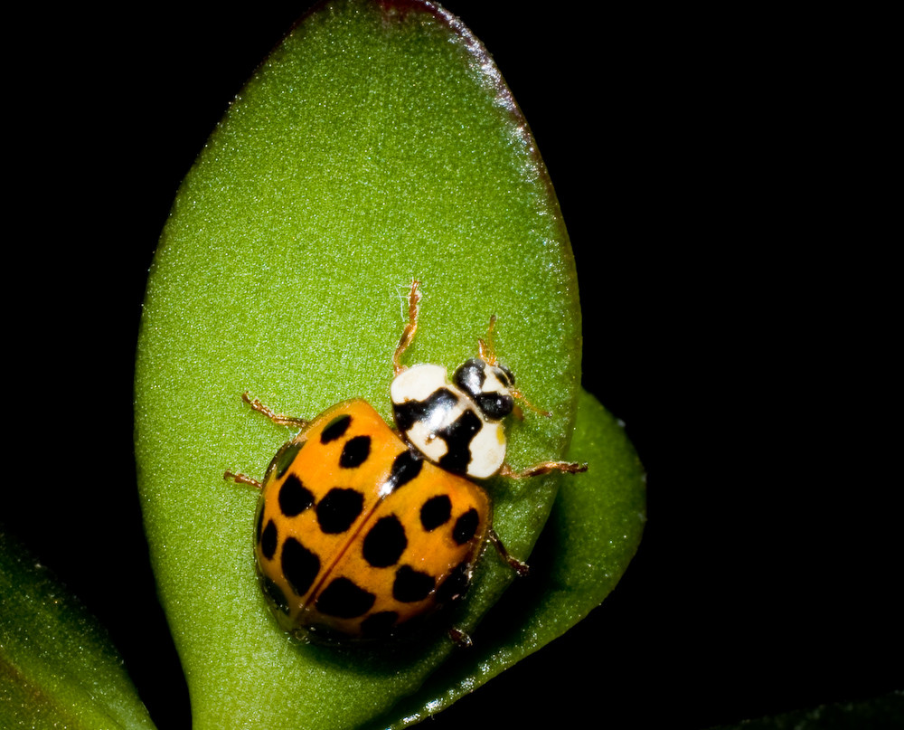 Coccinelle von netslider57 