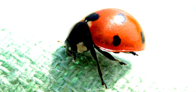 coccinelle