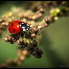 coccinelle