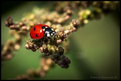 coccinelle