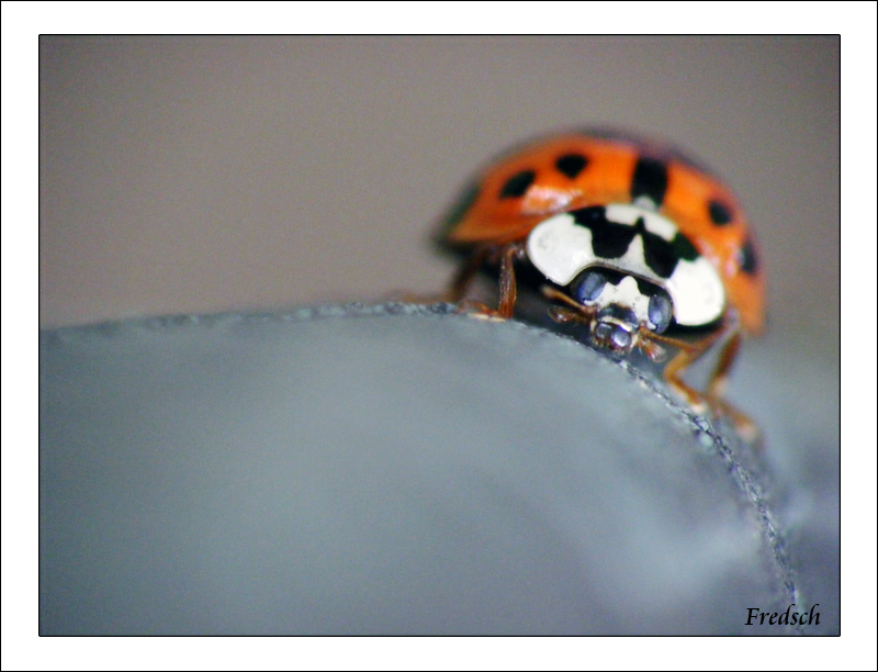 coccinelle