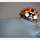 coccinelle