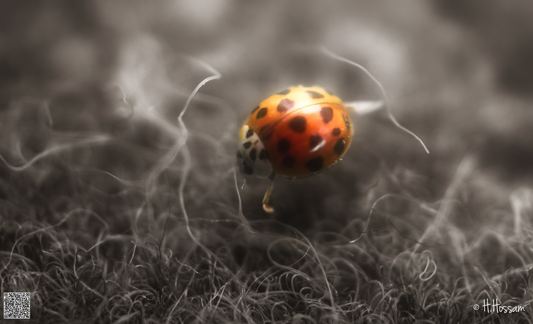 Coccinelle