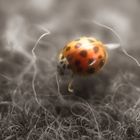 Coccinelle