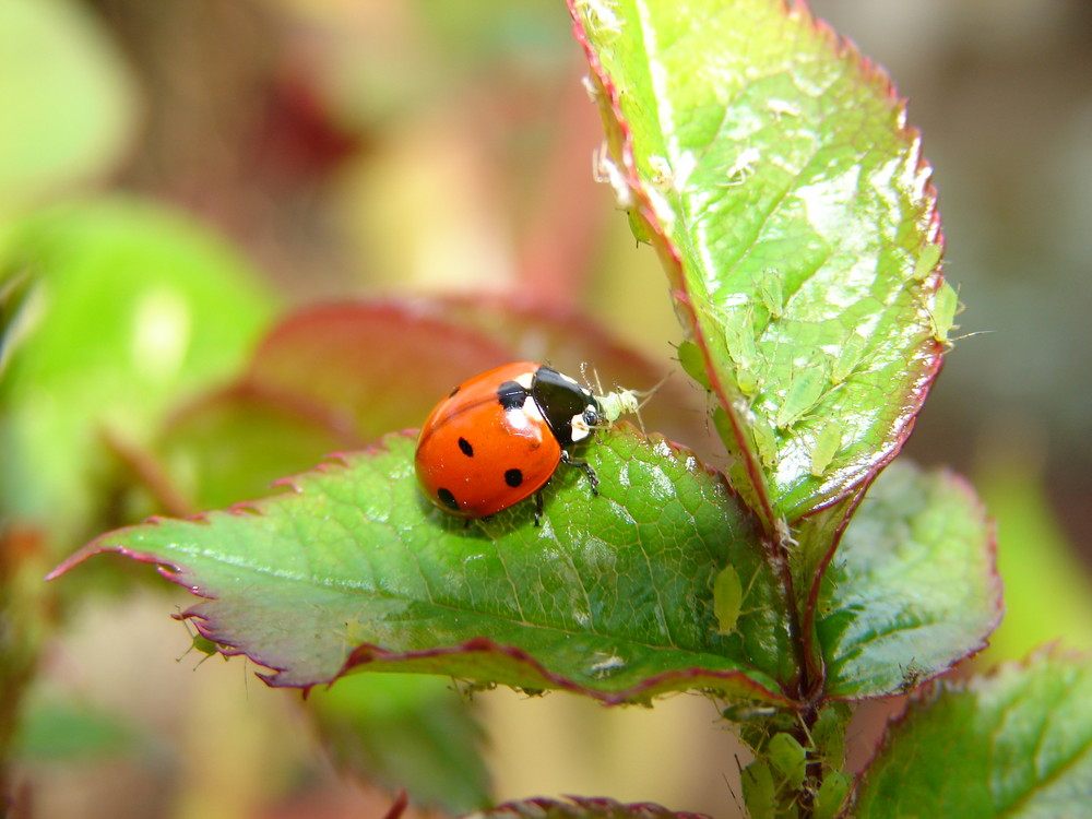 coccinelle