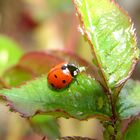 coccinelle