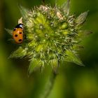 Coccinelle -