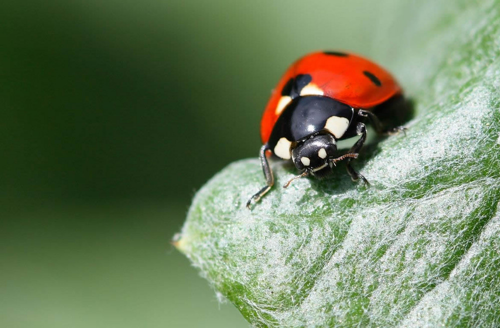 Coccinelle