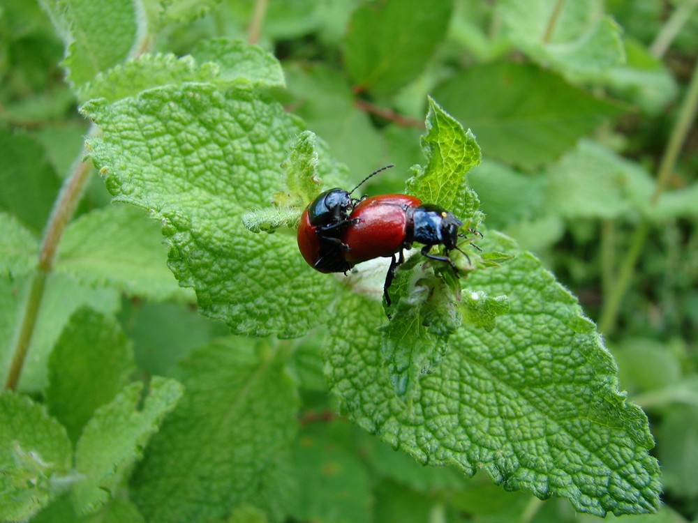 Coccinelle