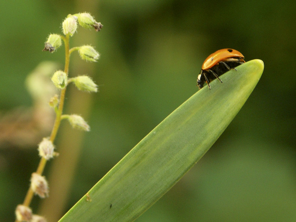 Coccinelle