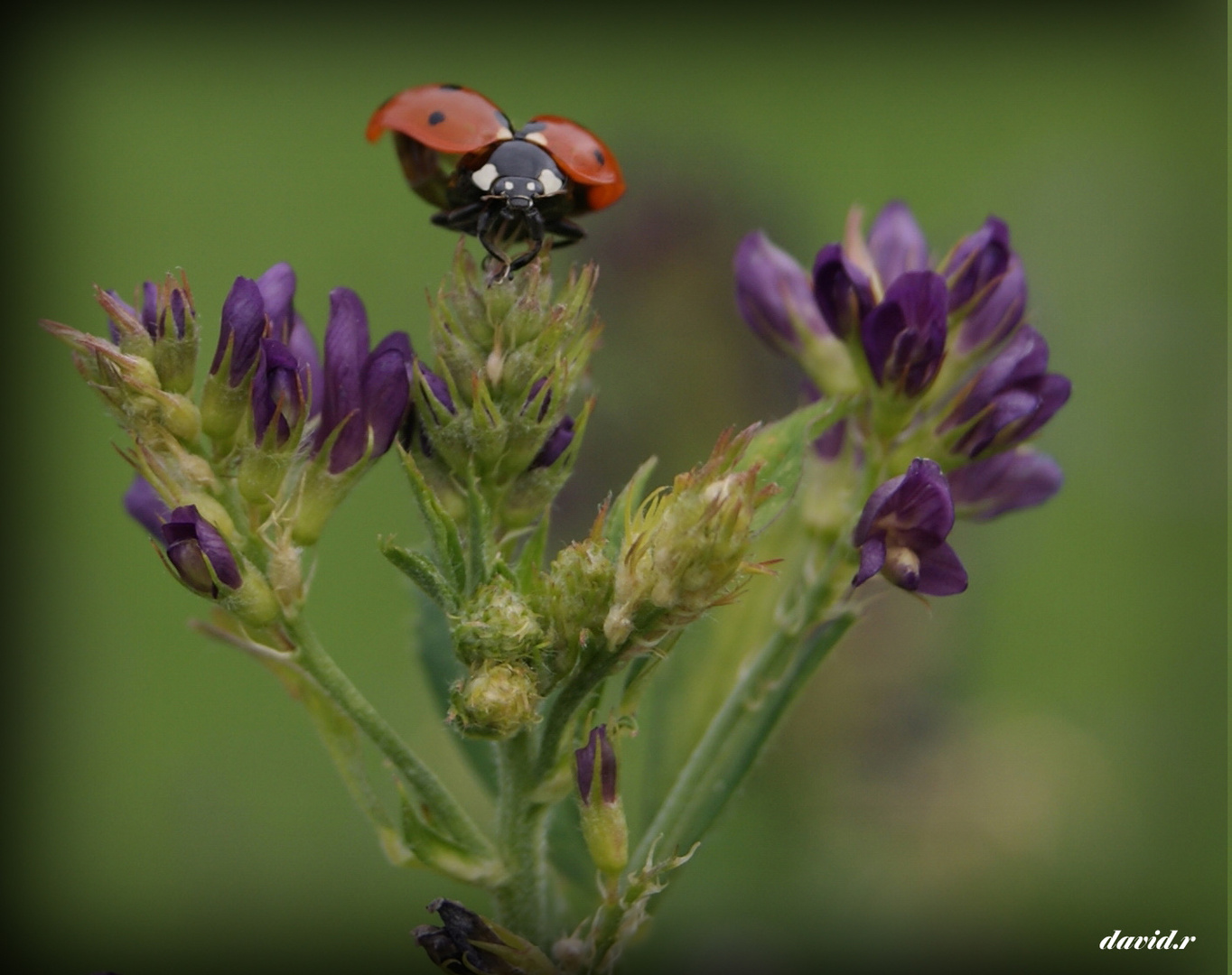 coccinelle