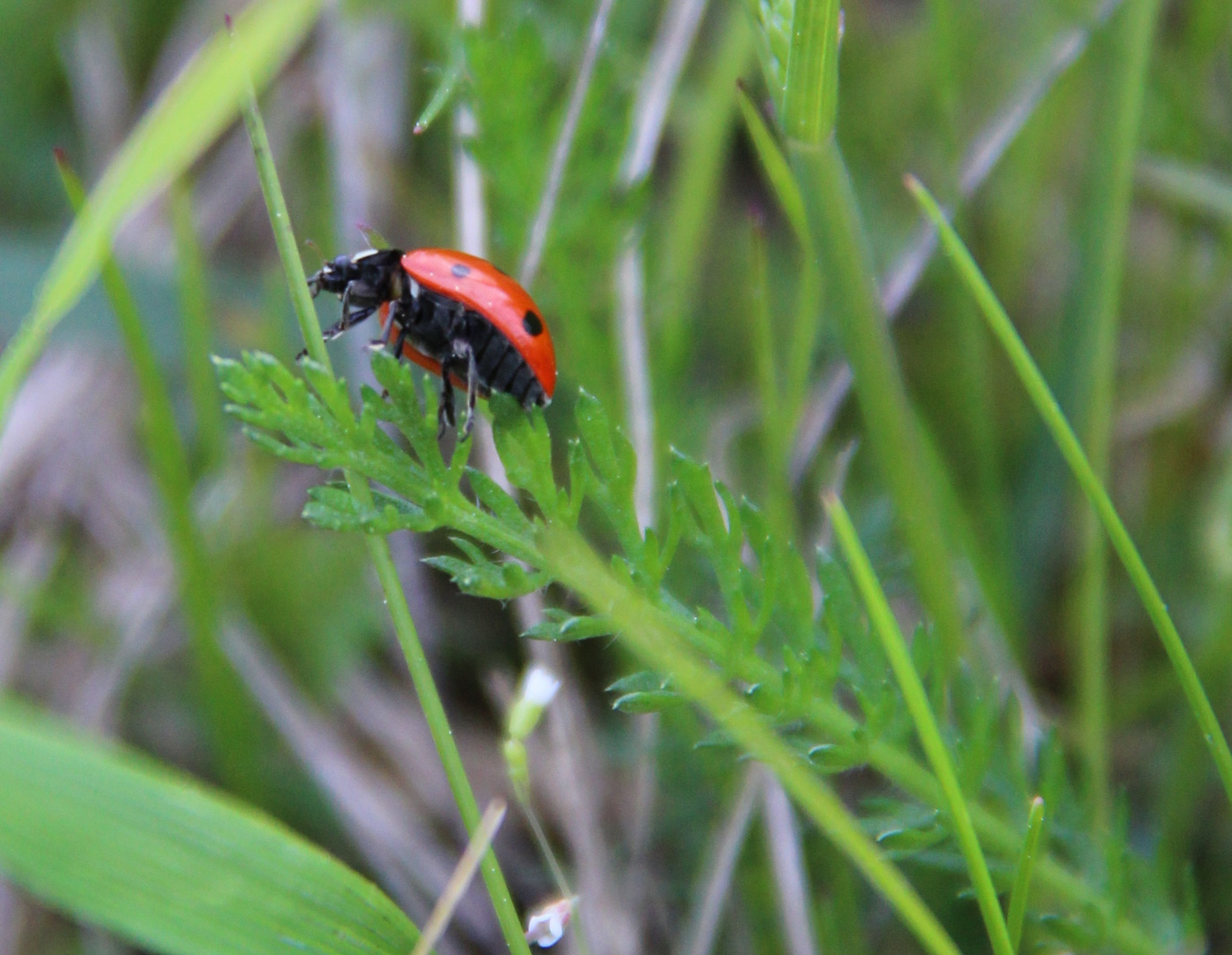 coccinelle