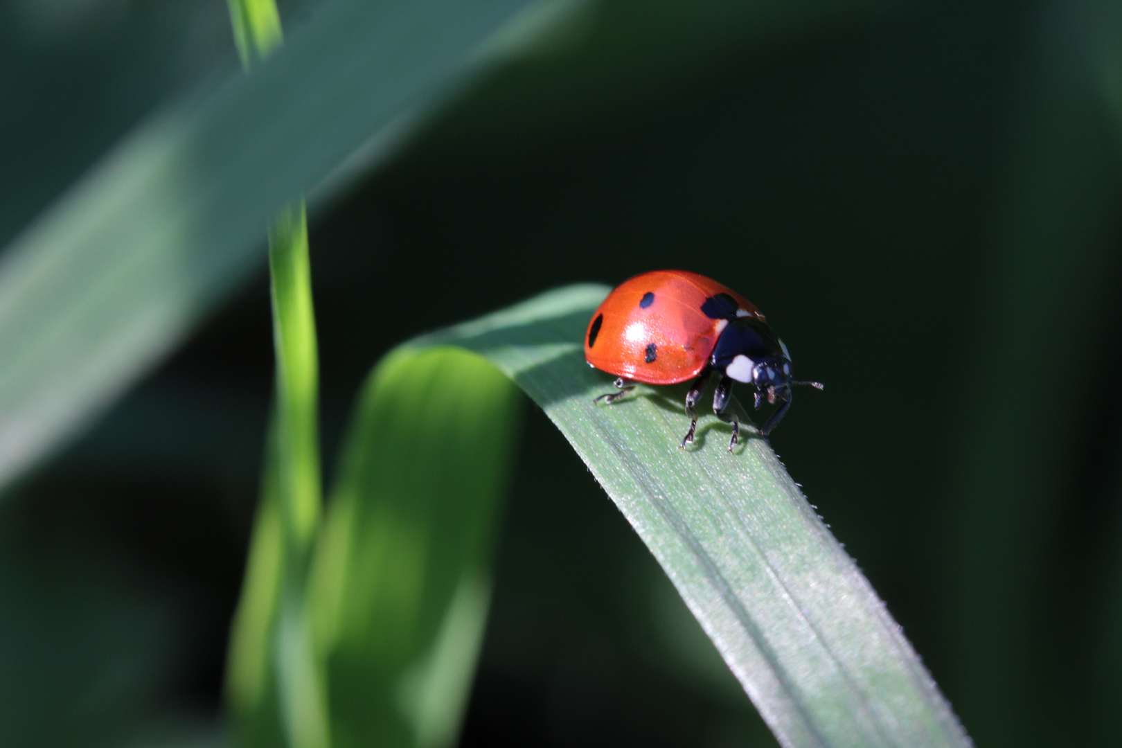 Coccinelle