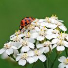 Coccinelle