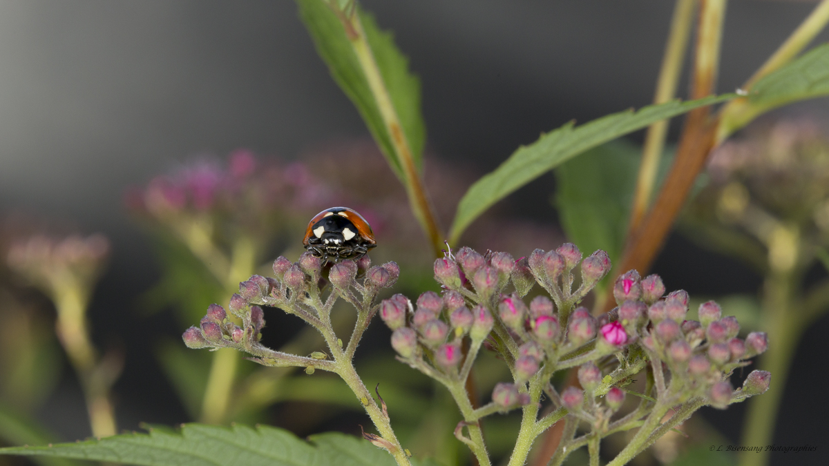 Coccinelle 7 points