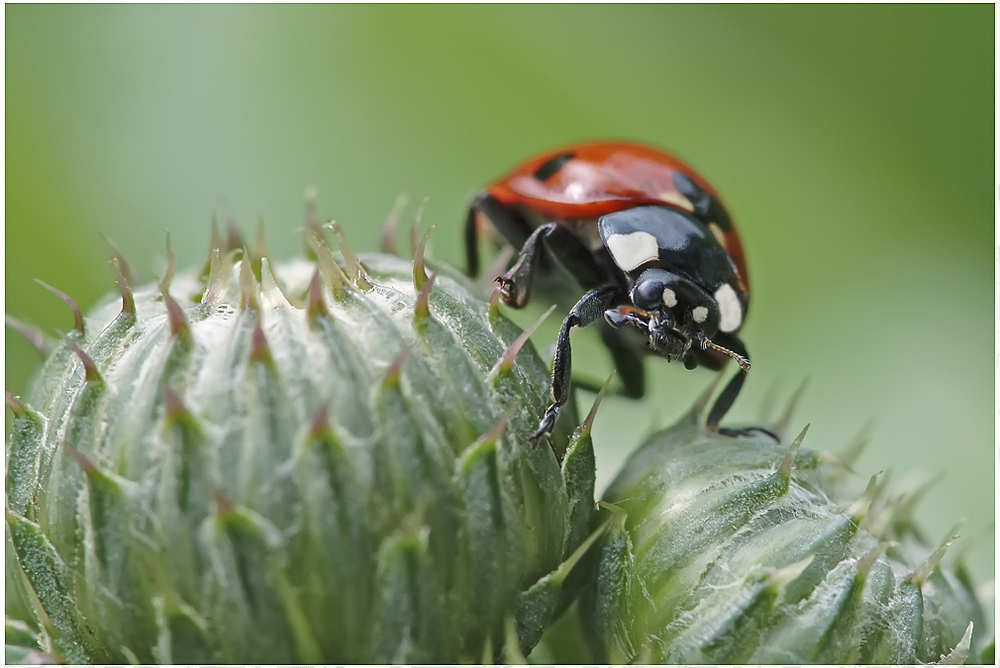 Coccinelle 7 points