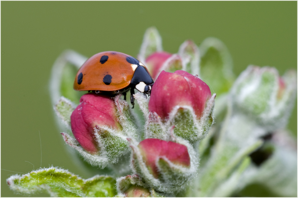 Coccinelle 7-points sur fleur de pommier