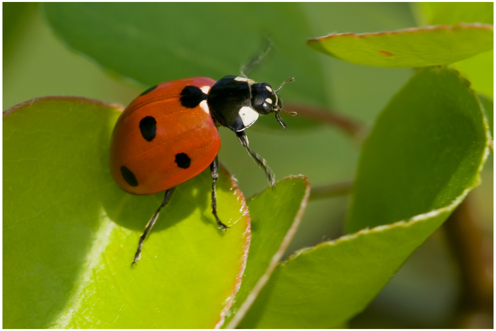 Coccinelle 7-punctata