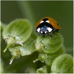 Coccinelle 7-punctata sur berce