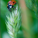 Coccinelle