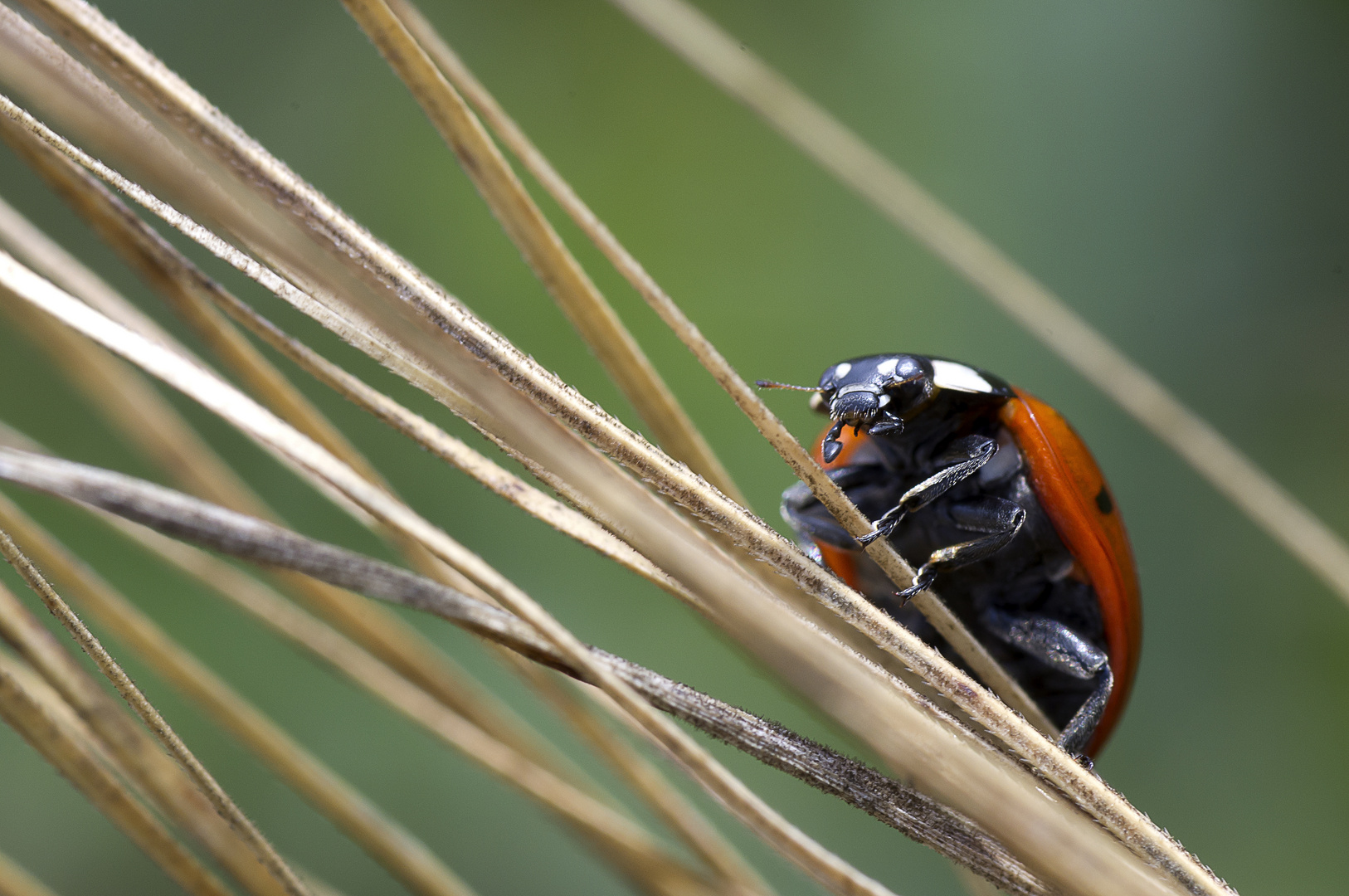 Coccinelle