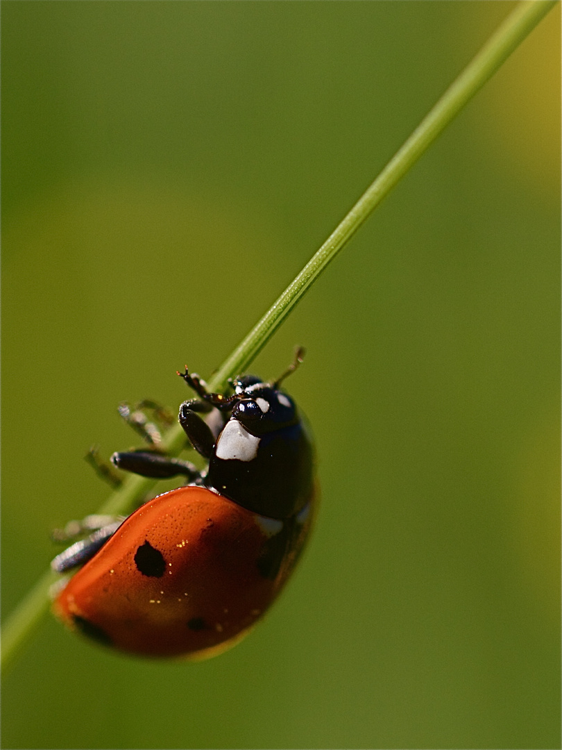 Coccinelle