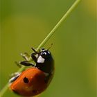 Coccinelle