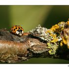 Coccinelle