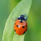 coccinelle