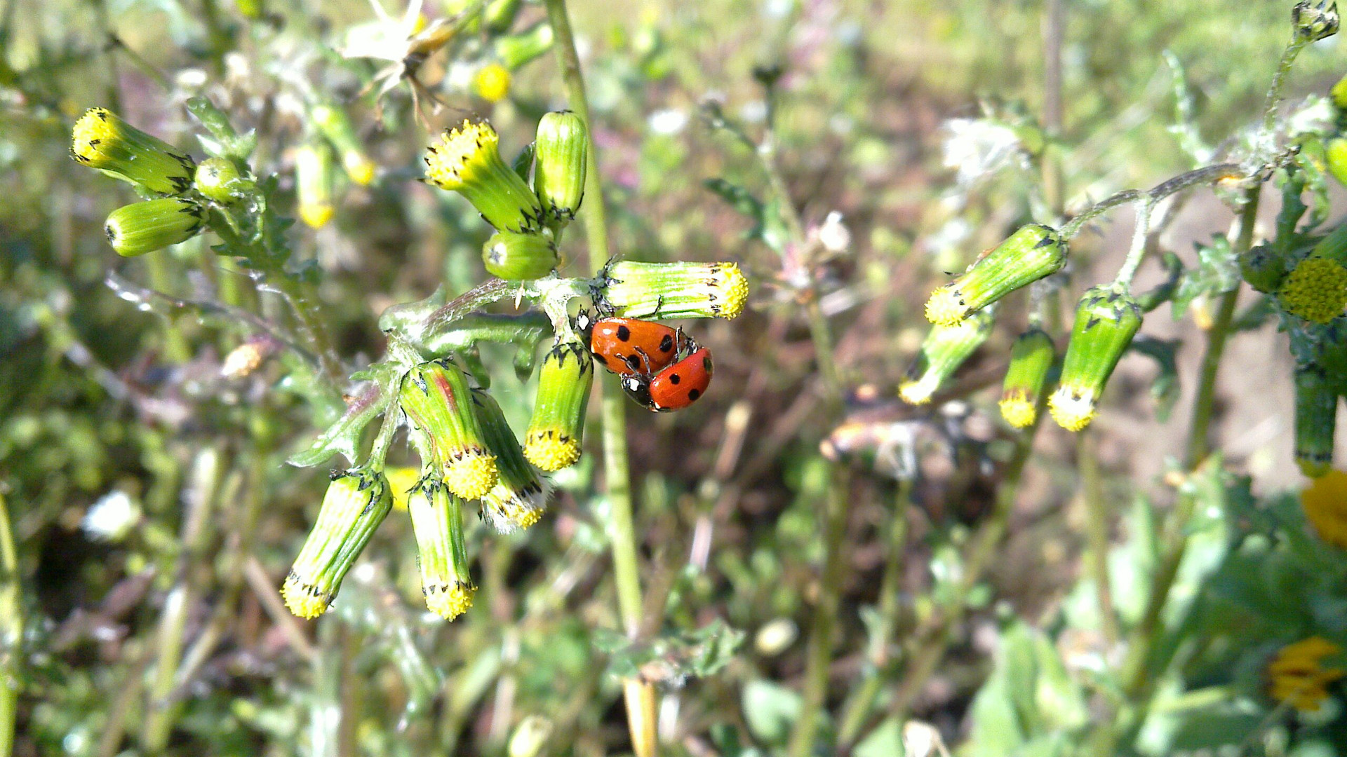 Coccinelle