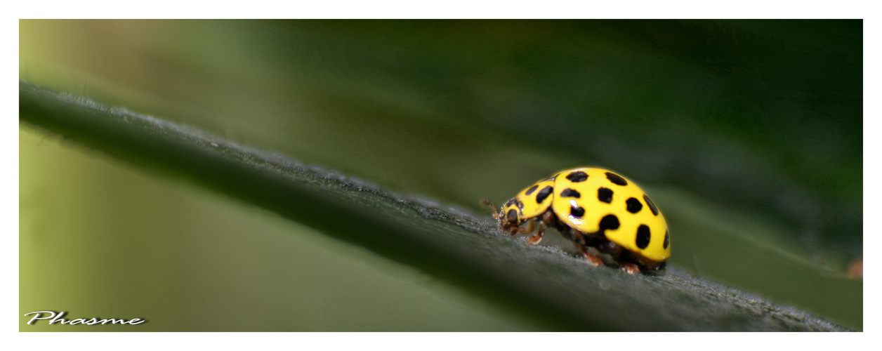 Coccinelle