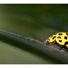 Coccinelle