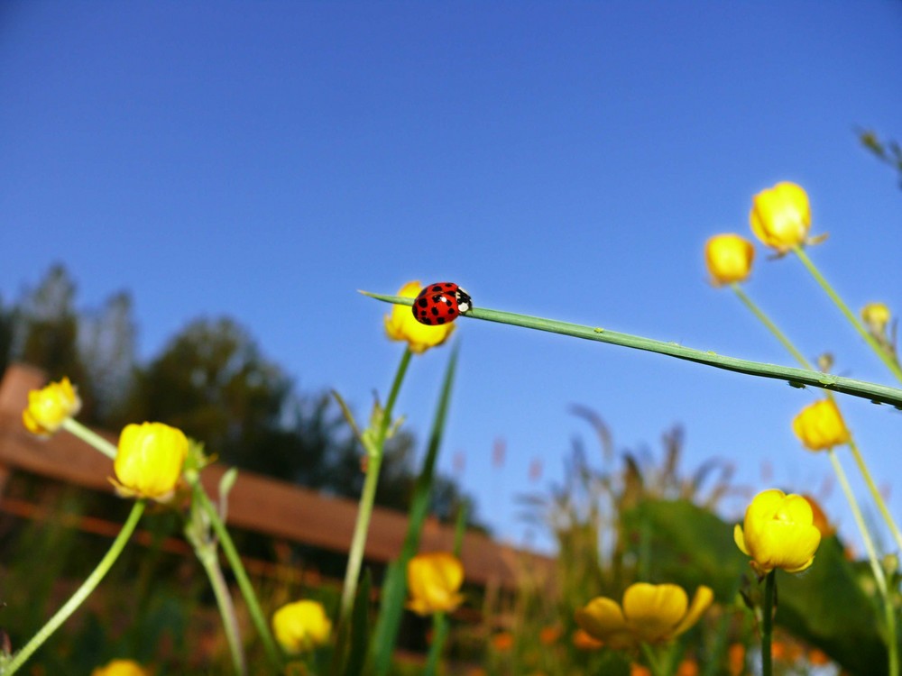 Coccinelle de planchonl 