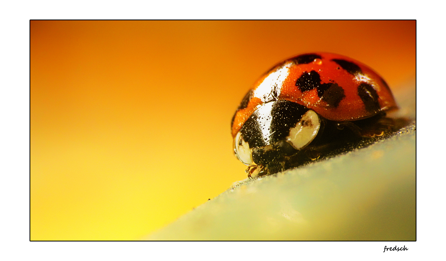 coccinelle