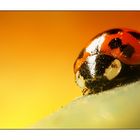 coccinelle