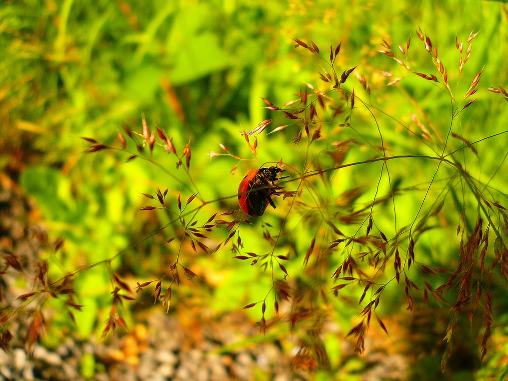 Coccinelle von applered59 