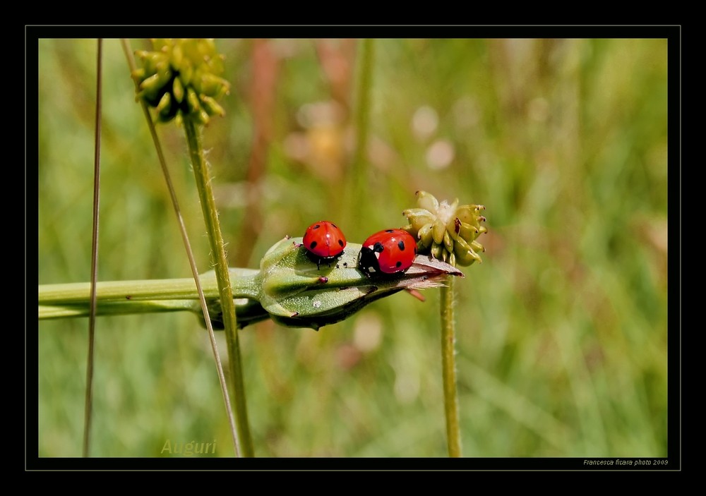 ...coccinelle...