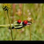 ...coccinelle...