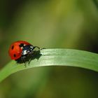 Coccinelle