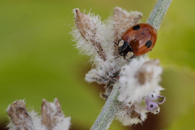 Coccinelle à deux points