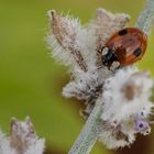 Coccinelle à deux points